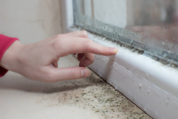 Best Mold Damage Restoration  in Lagrange, IN